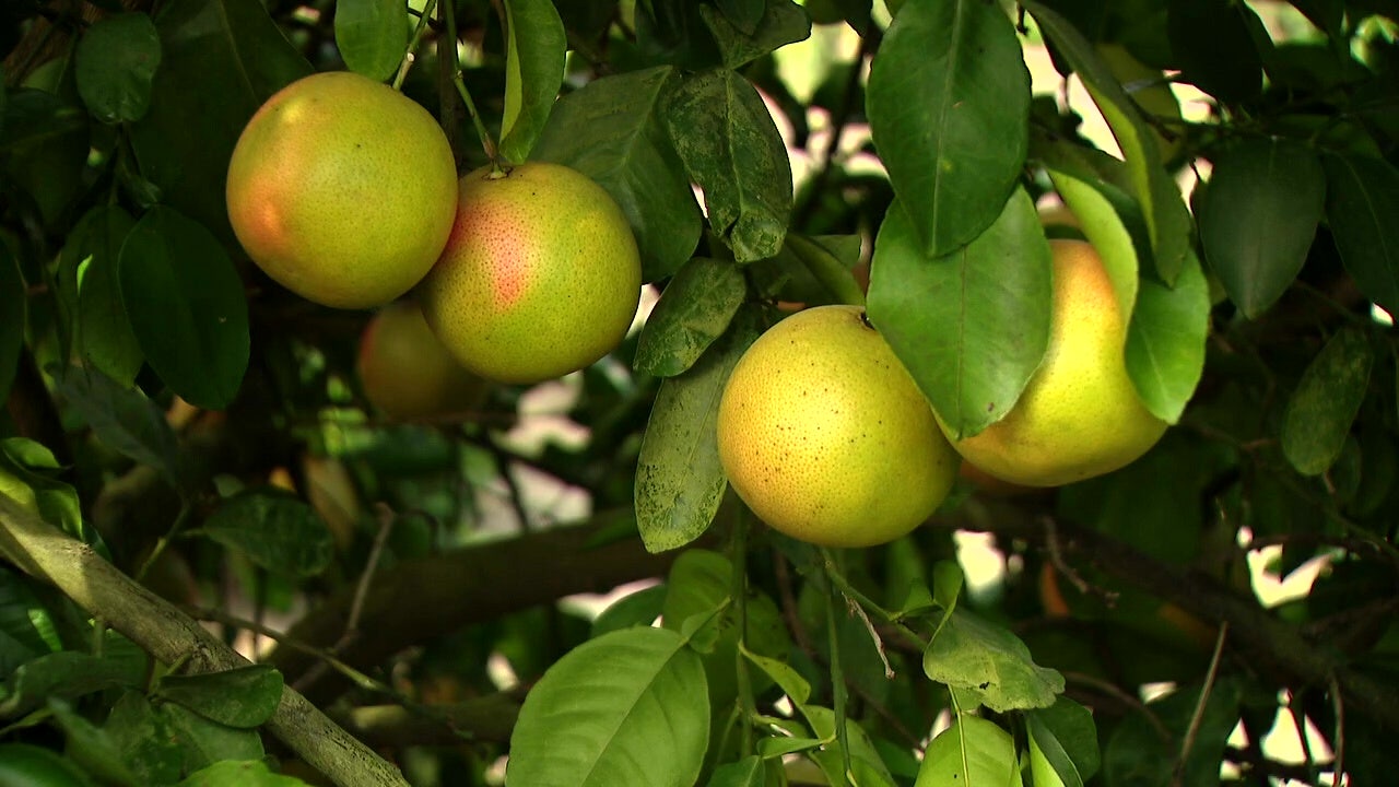 Florida citrus industry rebounds with new technology after years of decline