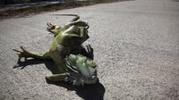 Florida cold front may cause iguanas to fall with the temperatures