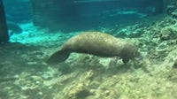 Orphaned manatee calf rescued from House Spring in Crystal River: FWC