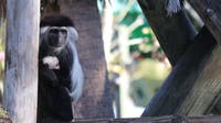 ZooTampa welcomes rare baby monkey