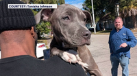 Ybor Heights community helps neighbor track down stolen dogs