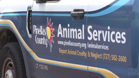 Pinellas commissioners vote to approve new pet retail store regulations