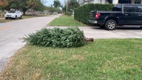 How to dispose of your real Christmas tree around Tampa Bay