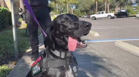Gulfport PD’s first therapy dog easing stresses of officer, community members