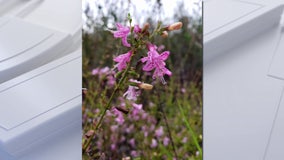 FDOT alters highway plans in Polk County — advocates worried rare plant habitats remain at risk