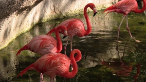 Florida lawmakers push to make American Flamingo the official state bird