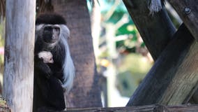 ZooTampa welcomes rare baby monkey