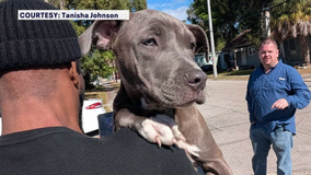 Ybor Heights community helps neighbor track down stolen dogs