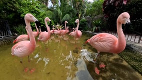Flamingo Festival at Sunken Gardens happening Sunday