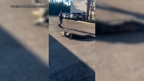 Florida gator caught in front of Sarasota County gas station: 'Another Day, another gator'