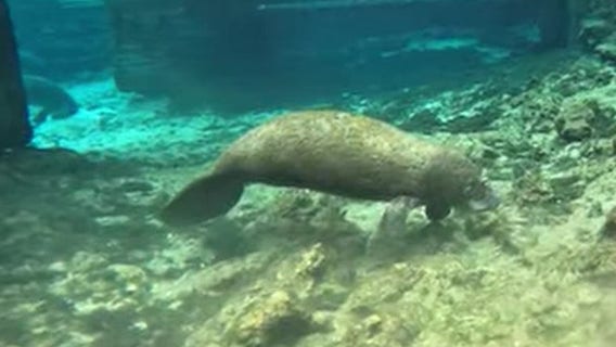 Orphaned manatee calf rescued from House Spring in Crystal River: FWC