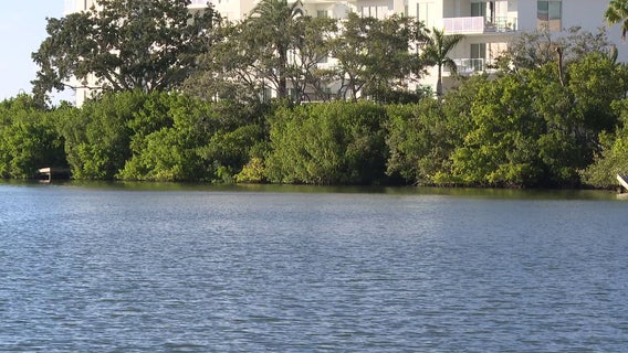 Proposed docks in Stevenson Creek in Clearwater causing concern for manatee activists