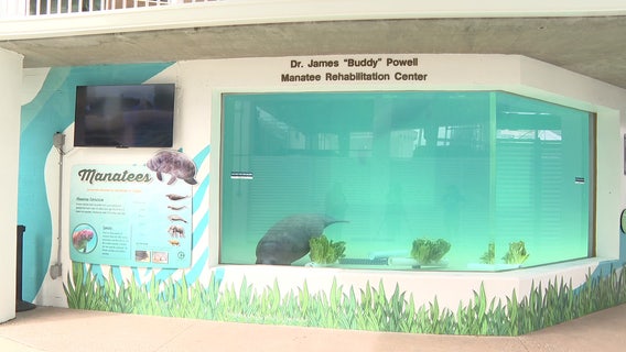 Manatee Rehabilitation Center reopens at CMA more than a year after Hurricanes Helene, Milton