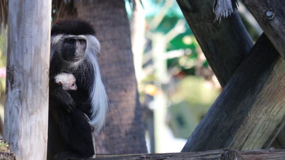 ZooTampa welcomes rare baby monkey