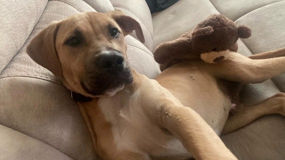 Lakeland family forced to euthanize sick puppy adopted from Polk County Animal Control Shelter