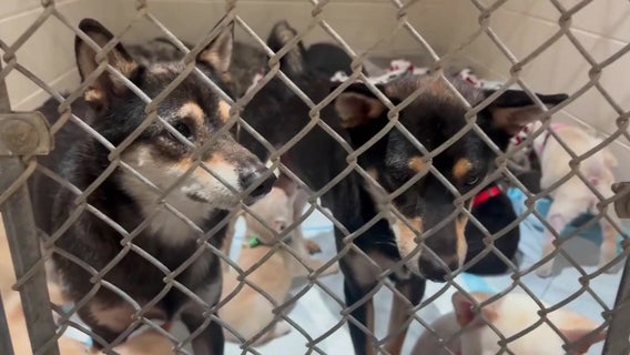 10 sick puppies dumped in storage container at Largo park, police searching for suspect
