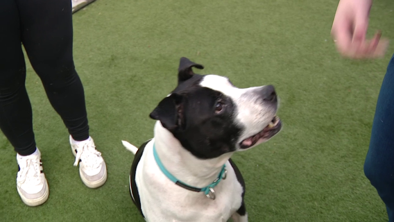 Hillsborough Pet Resource Center launches holiday foster program for long-stay dogs