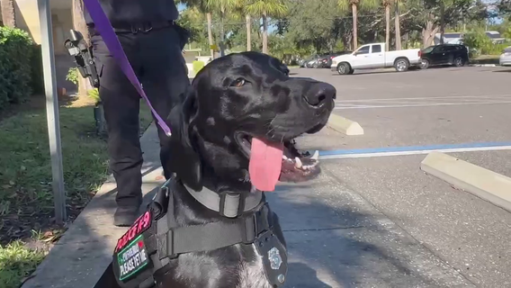 Gulfport PD’s first therapy dog easing stresses of officer, community members
