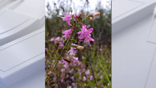 FDOT alters highway plans in Polk County — advocates worried rare plant habitats remain at risk