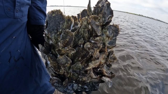 Reviving history: Nonprofit works to restore oysters in Manatee River