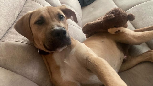 Lakeland family forced to euthanize sick puppy adopted from Polk County Animal Control Shelter