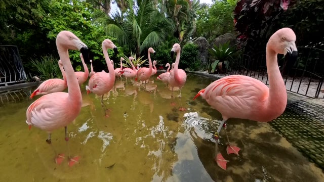 Flamingo Festival at Sunken Gardens happening Sunday