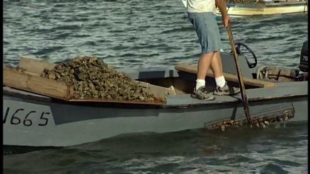 Florida’s oyster industry plans comeback after years of decline