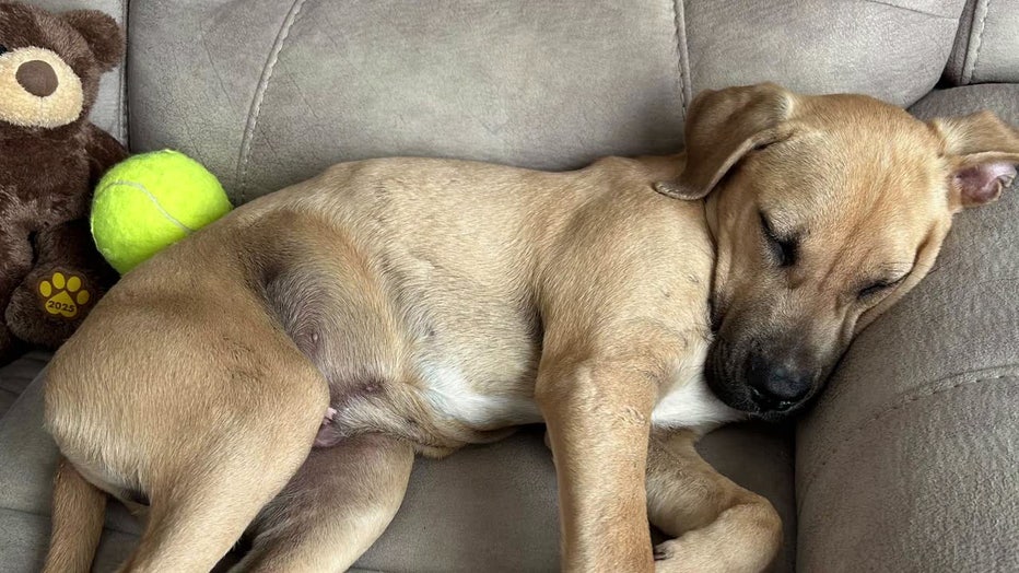 Lakeland family forced to euthanize sick puppy adopted from Polk