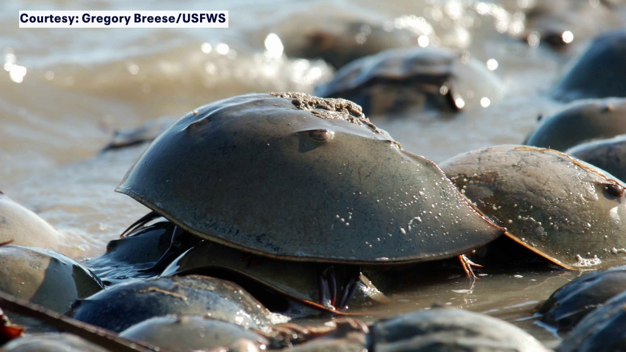 Lawsuit filed to protect horseshoe crabs under Endangered Species Act: ‘Can’t wait any longer’