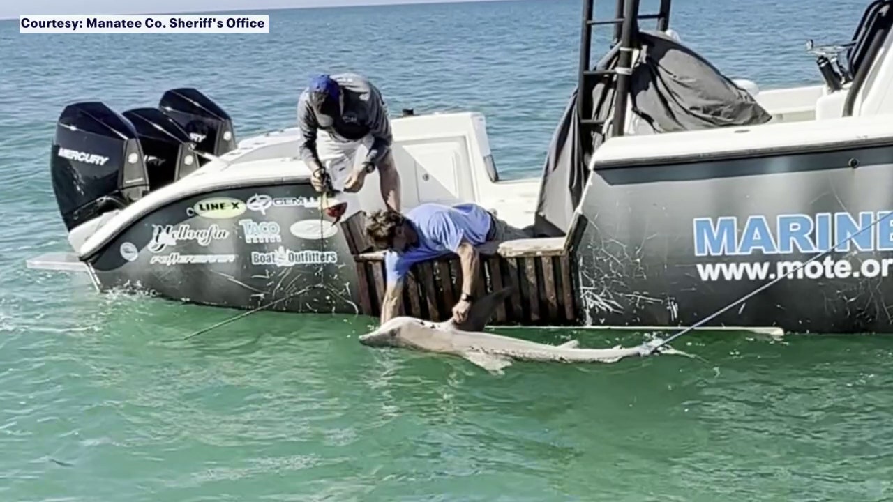 Sandbar Shark found tangled in crab trap off Bradenton Beach by Manatee County marine deputies