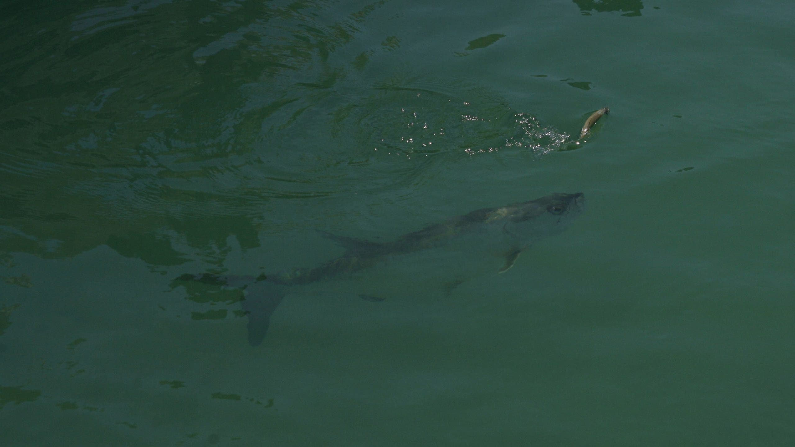 2nd Florida man arrested for breaking into Keys aquarium, killing tarpon in private lagoon