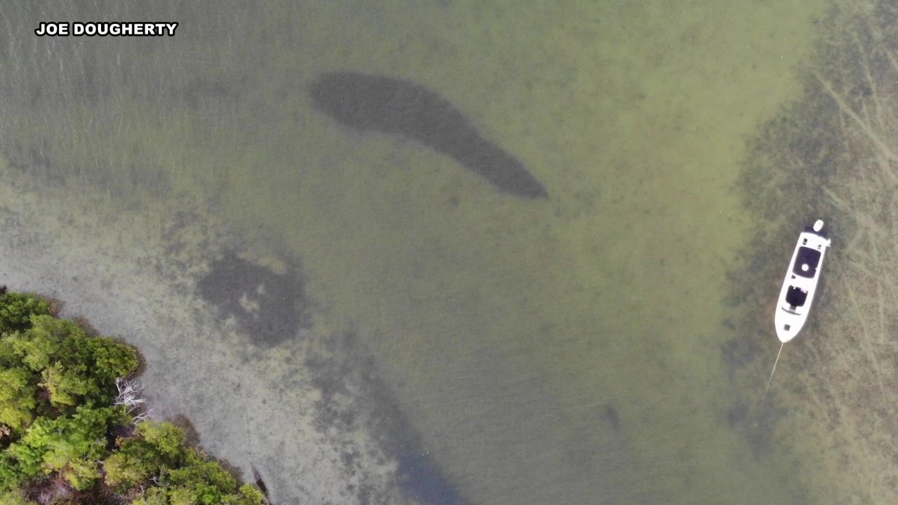 Proposed cruise port near Sunshine Skyway sparks environmental concerns in Manatee County