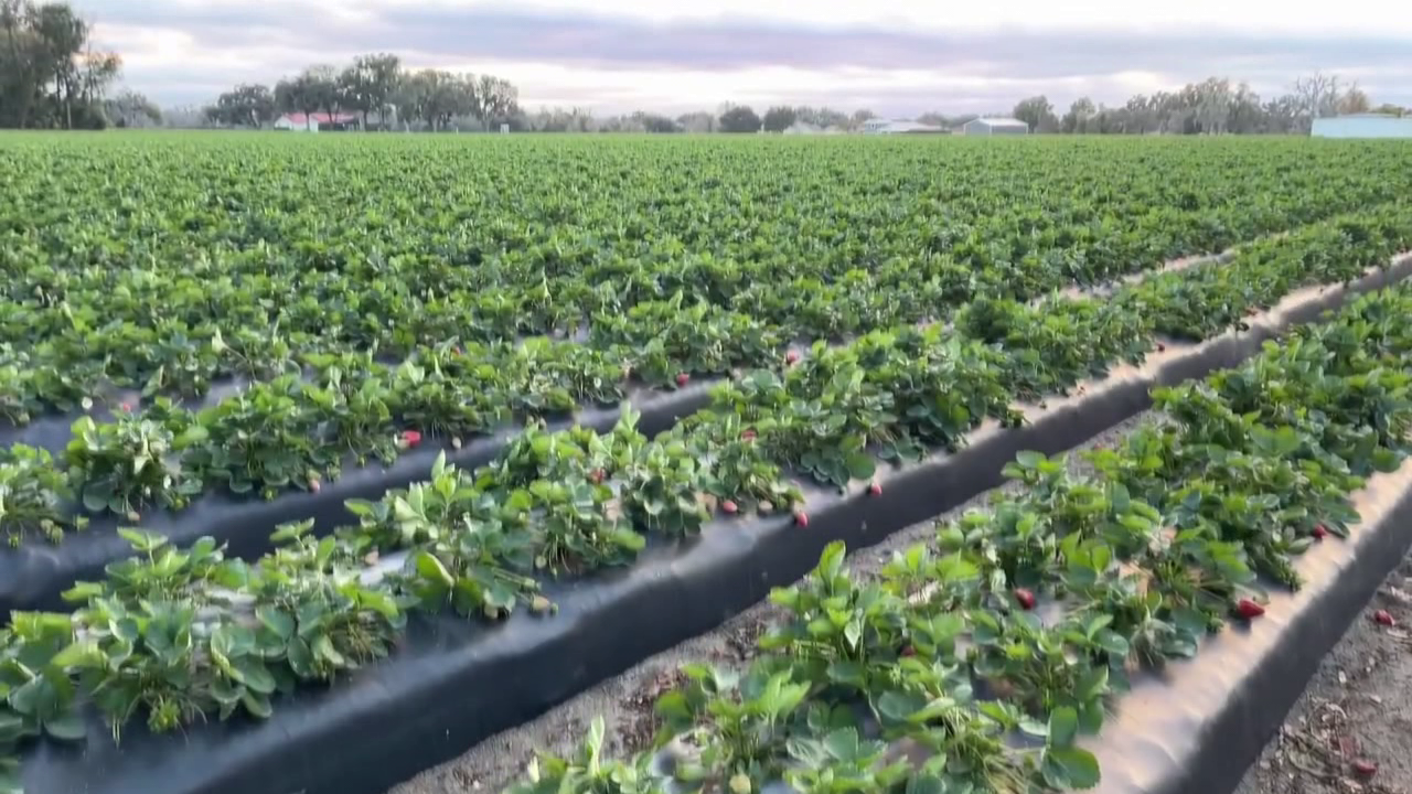 Plant City farmers sacrificing this week’s harvest to save strawberry season — here’s why
