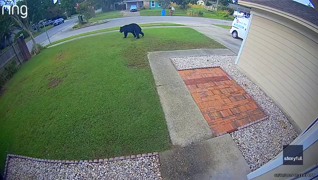 Florida man’s morning commute halted by bear wandering through his yard
