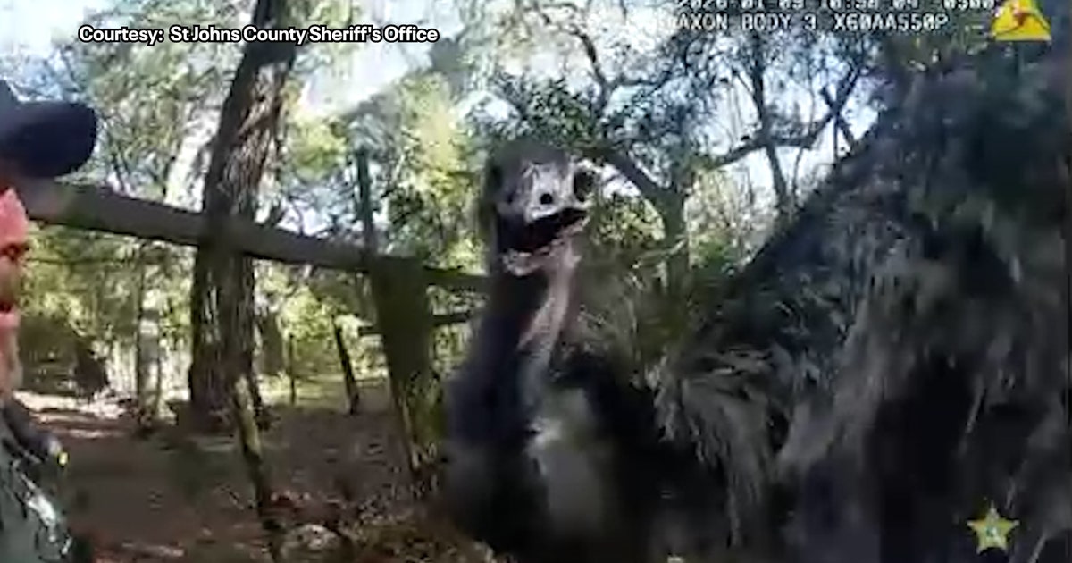 Florida deputy handcuffs runaway emu: 'This is definitely a new one'