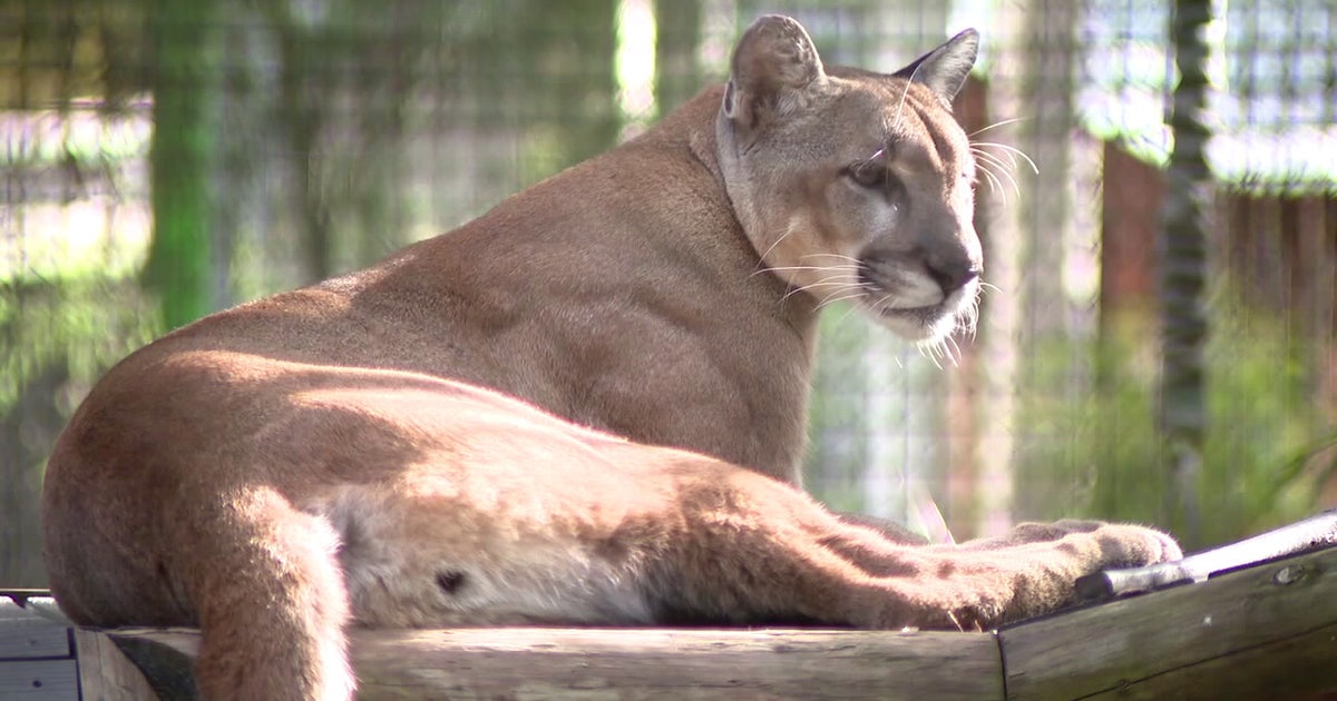 Conservation groups launch lawsuit to protect Florida Panther habitat from 10,000-acre development