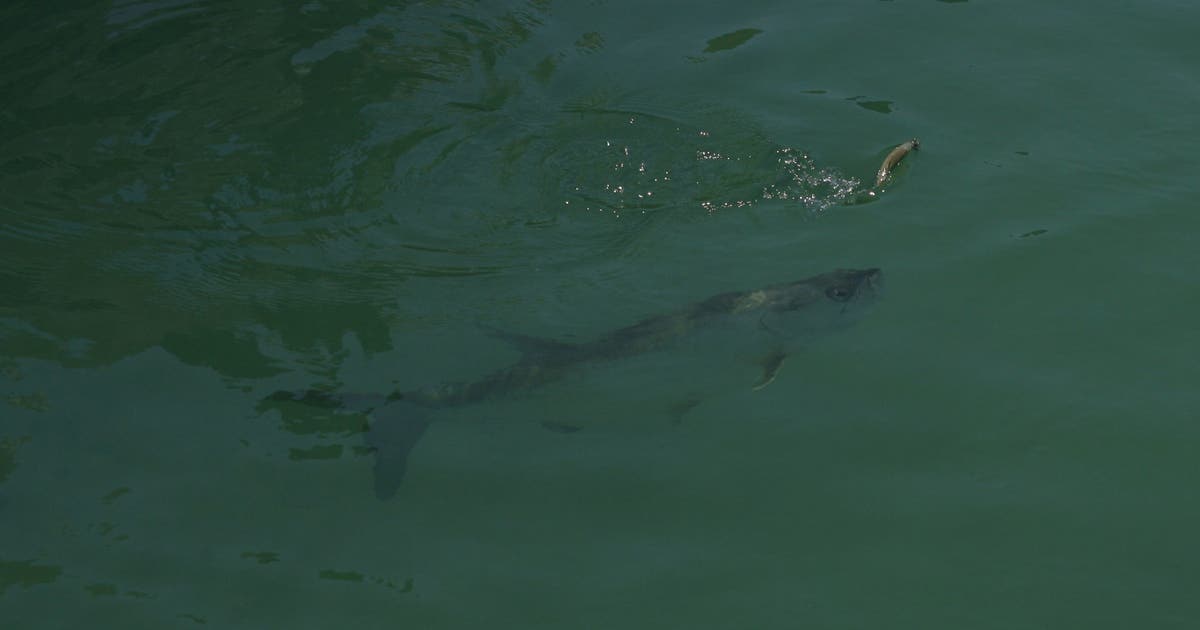 2nd Florida man arrested for breaking into Keys aquarium, killing tarpon in private lagoon