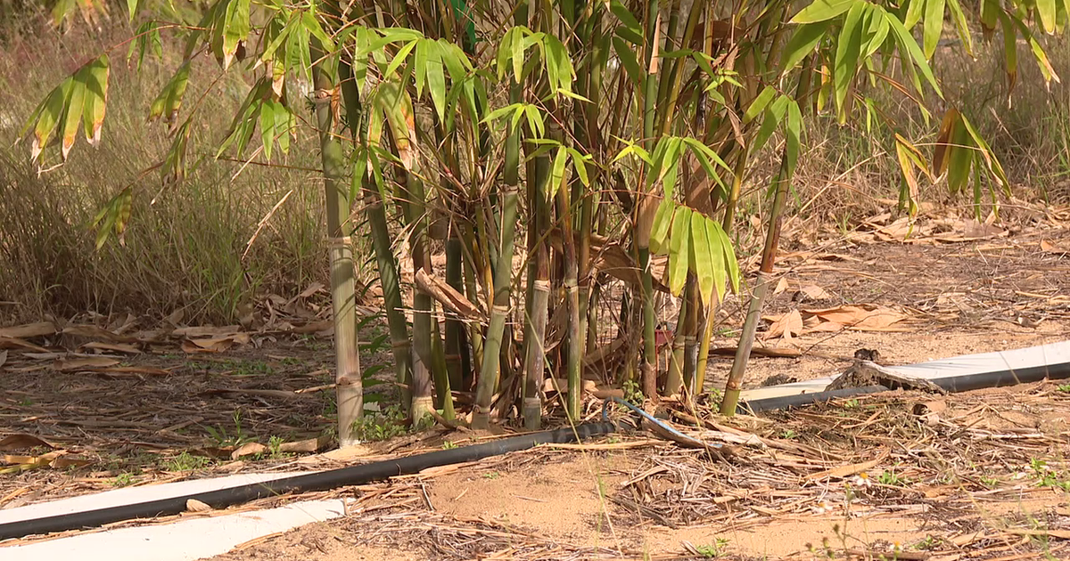 'A game changer': UF researchers studying bamboo as alternative crop for struggling citrus growers