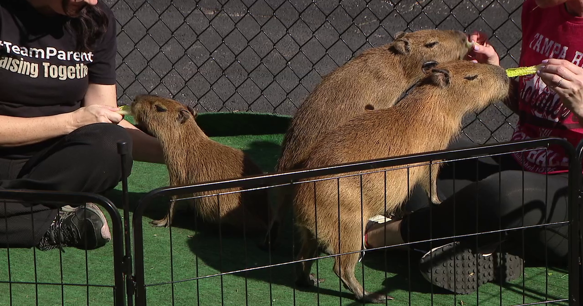 Capybara fans meet residents of future habitat CapyCove | FOX 13 Tampa Bay