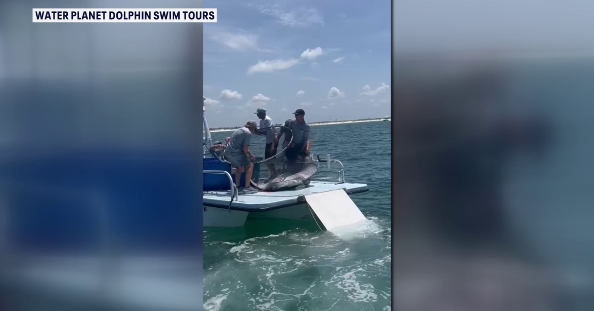 Viral manta ray video sparks legislation to ban captures for entertainment in Florida