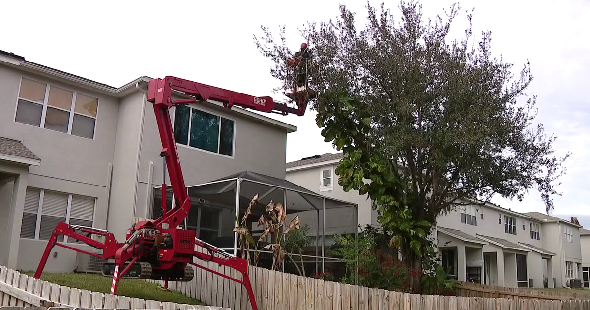 Pinellas County commissioner wants to remove tree removal permit requirement 