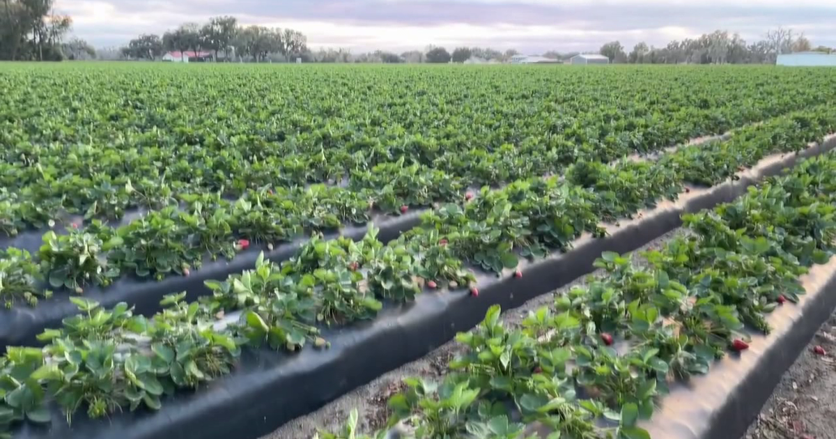 Plant City farmers sacrificing this week’s harvest to save strawberry season — here’s why