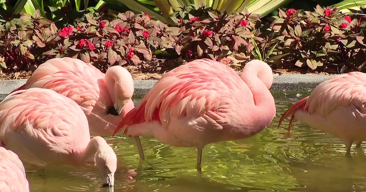 Sunken Gardens prepares flamingos, plants for cold temperatures