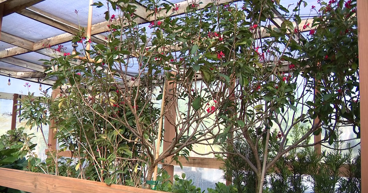 Tampa Bay cold weather: How to protect your plants as temperatures dip