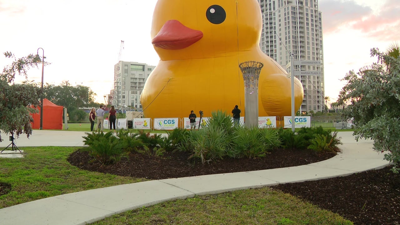 Clearwater quacks up: world's largest 'rubber duck' goes up in