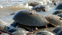 Lawsuit filed to protect horseshoe crabs under Endangered Species Act: ‘Can’t wait any longer’