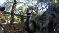 Florida deputy handcuffs runaway emu: 'This is definitely a new one'