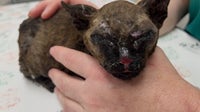 SPCA Florida gives specialized care to kittens burned in a house fire