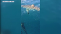 Great white shark surfaces off Venice coast near charter captain’s boat: ‘Just crazy’