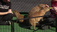 Capybara fans meet residents of future habitat CapyCove